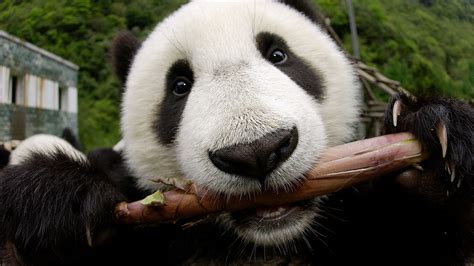 Panda Tongues Evolved To Protect Them From Toxins Study