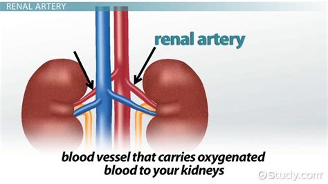 • identification of blood vessels as arteries, capillaries or veins from the structure of their walls. Renal Artery: Definition & Function - Video & Lesson ...