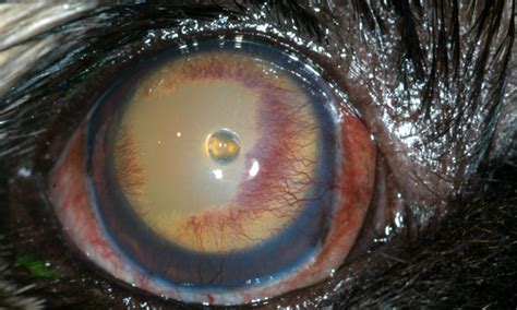 Key Points In Complicated Canine Corneal Ulcers