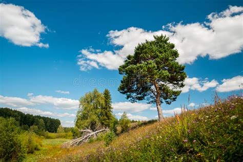 Summer Landscape With Pine Tree Stock Image Image Of Plant Wood