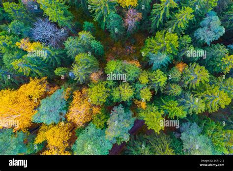 Abstract Forest Aerial Hi Res Stock Photography And Images Alamy