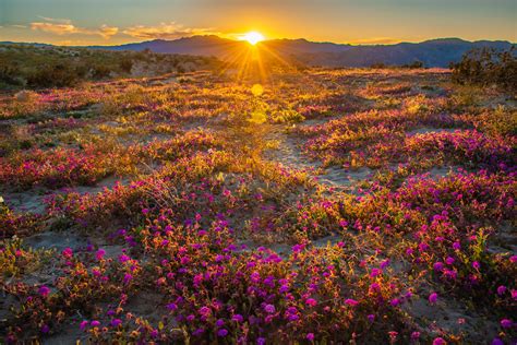 Anza Borrego Desert San Diego Wildflowers Superbloom God Flickr