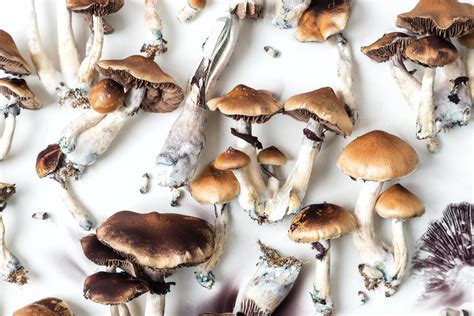 10 Most Potent Magic Mushrooms Healingmaps