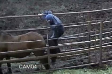 Man Dumped By Girlfriend After Cctv Shows Him Having Sex With Horse