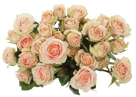 Introducing 20 New Spray Rose Varieties Dvflora