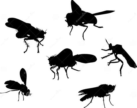 Six Fly Silhouettes Stock Illustration Illustration Of Isolated 9650609