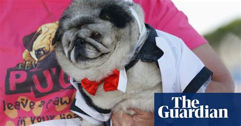 Worlds Ugliest Dog Contest In Pictures Life And Style The Guardian
