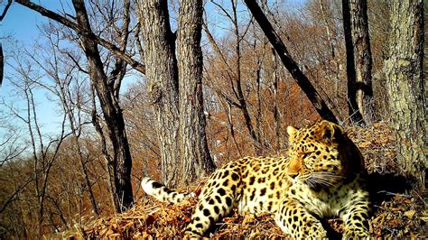 Endangered Big Cats Danger Choices