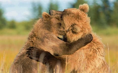 Hd Wallpaper Bears Animal Brown Bear Couple Cute Hug Animal