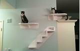 Cat Shelves Stairs Images