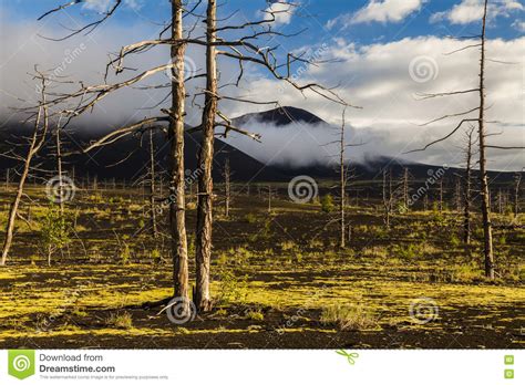 Lifeless Trees In The Dead Forest Stock Photo Image Of Ecology