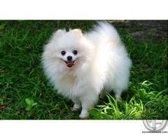 If you are looking for a strong, fierce indian dog, here are the top 20 native indian dog breeds and their respective purchasing price. Teacup Pomeranian Tea Cup Puppy Price In India