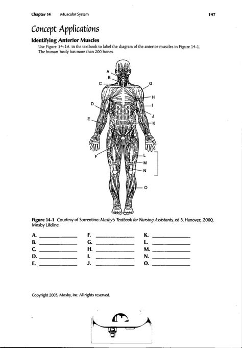 Muscle Anatomy Diagram Printable Worksheets