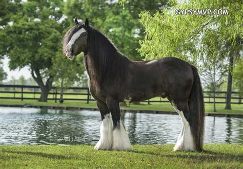 Quiet, professionally schooled, jumps 1m, done pony club, jump club, mustering, dressage lessons and trails. Gypsy Vanner Horses for Sale | Stallion | Blue Roan ...