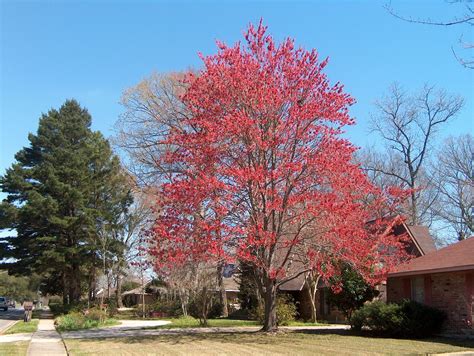 Acer Rubrum Var Drummondii Acer Rubrum Var Drummondii