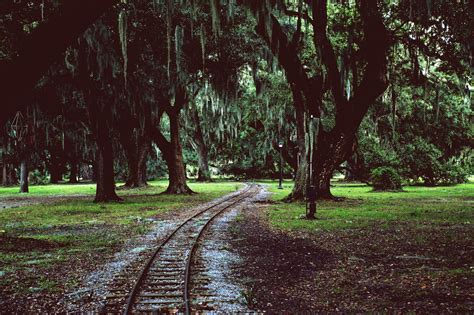 Among The Trees Track Railroad Tracks Sidewalk