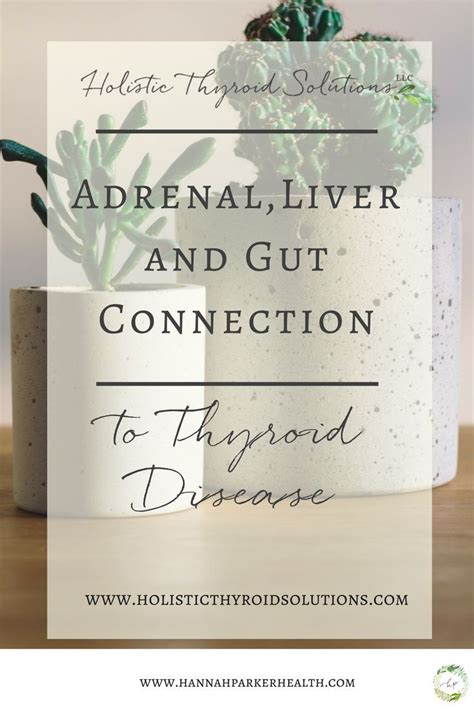 Adrenal Liver And Gut Connection To Thyroid Disease Thyroid Causes