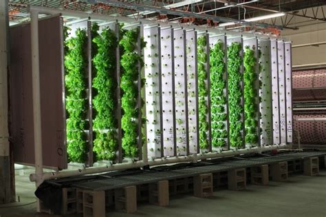 Before you start your own hydroponic garden, you need to take into some considerations of hydroponic designs. Benefits of hydroponic gardening - ideas for beginners