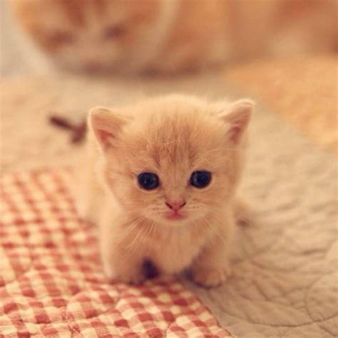 So Smol By Lockymrv What You Think About Cute Cats Cute Animals