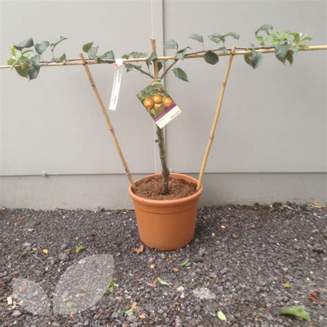 Stepover trees are extremely compact, making them wonderfully easy to maintain and harvest from. Step Overs Trained Apple Tree Fruit Trees For Sale