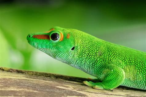 Gecko Lizard Royalty Free Stock Photo