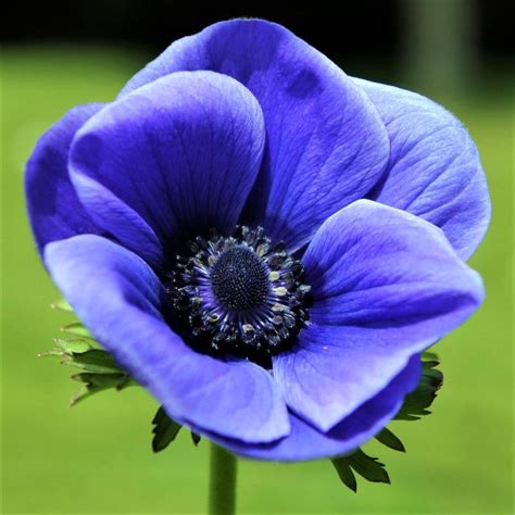 Black flowers are unique in their appearance. Anemone Blue Poppy Bulbs | Anemone with Black Center ...