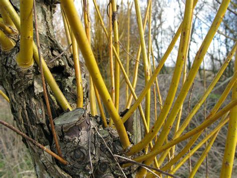 Golden Weeping Willow 3 Cuttings 8 Inch Salix Alba Tristis Fast Shipping