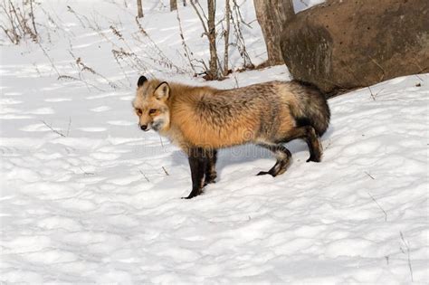 Red Fox Vulpes Vulpes Stands In Snow Ears Back Winter Stock Photo