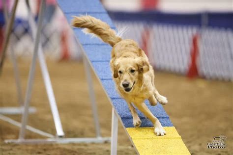 Is The Masters Agility Championship At Westminster Valuable To Dog