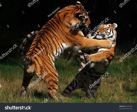 Two Siberian Tigers In Fight With Each Other Stock Photo 35941582