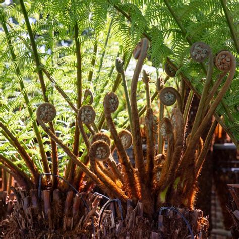 Tree Ferns 101 A Comprehensive Guide To Look After Your Hardy Tree