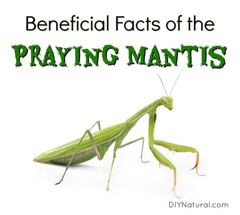 Facts And Benefits Of Having Praying Mantis Around Praying Mantis