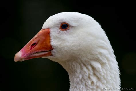 White Goose With Orange Beak Photorasa Free Hd Photos
