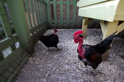 Unusual And Bizarre Chicken Breeds