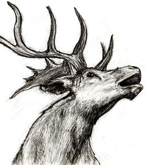 Elk Sketch By Smlampe On Deviantart