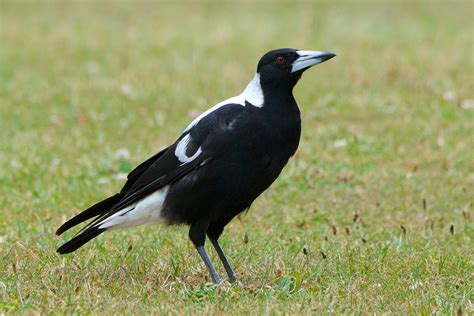 Magpie bird illustrations & vectors. Australian magpie | New Zealand Birds Online