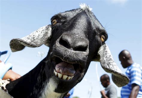 Heres Why Goats Have Those Freaky Eyes Animals Goats Friends In Love