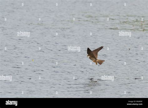 Hobby Flying Over Decoy Lake At Shapwick Heath National Nature Reserve