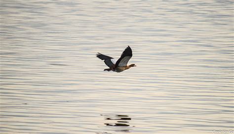 Monday Morning Photo Bird On Lake Awassa Ethiopia