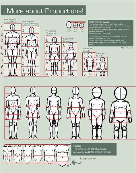 Proportions Guide By Foervraengd Deviantart Figure Drawing