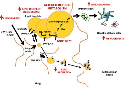 Beyond Fat Accumulation Nafld Genetics Converges On Lipid Droplet Biology1 Journal Of Lipid