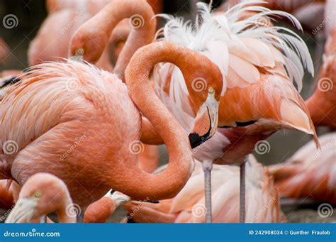 A Flamboyance Of Flamingos Gathered Together To Feed And Mingle Stock