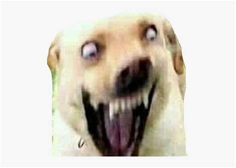 Dog Spicymeme Lit Doge Spooky Freetoedit Cursed Dog Image Meme Png