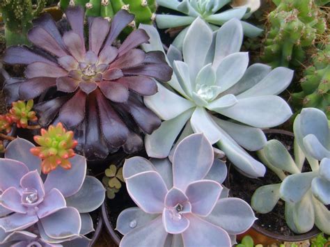 Cactus And Succulent Care For Beginners World Of Succulents