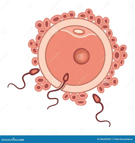 process of human fertilization stock illustration illustration of human reproductive 306324932
