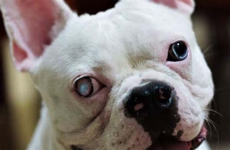 Top French Bulldog Eye Problems Of The Decade The Ultimate Guide Bulldogs