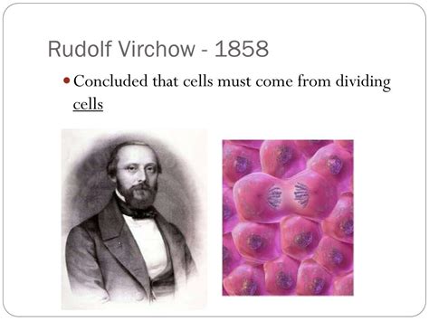 Cells come in a variety of shapes and sizes. PPT - Chapter 7-1 Life is Cellular PowerPoint Presentation ...
