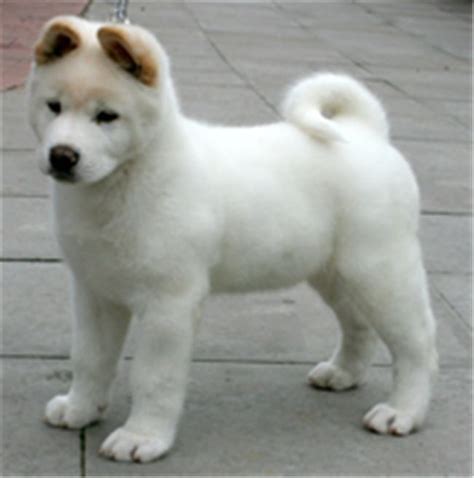15 Most Popular Akita Dog Pictures White Beautiful Akita Puppy