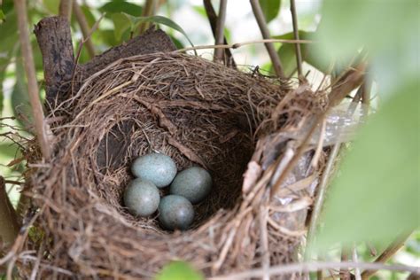 Bird Nesting Season What You Can Do To Help Birds Nesting In Hedges