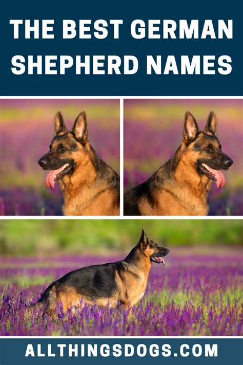 The A Z Of German Shepherd Names 150 Male Female Puppy Gsd Names Artofit